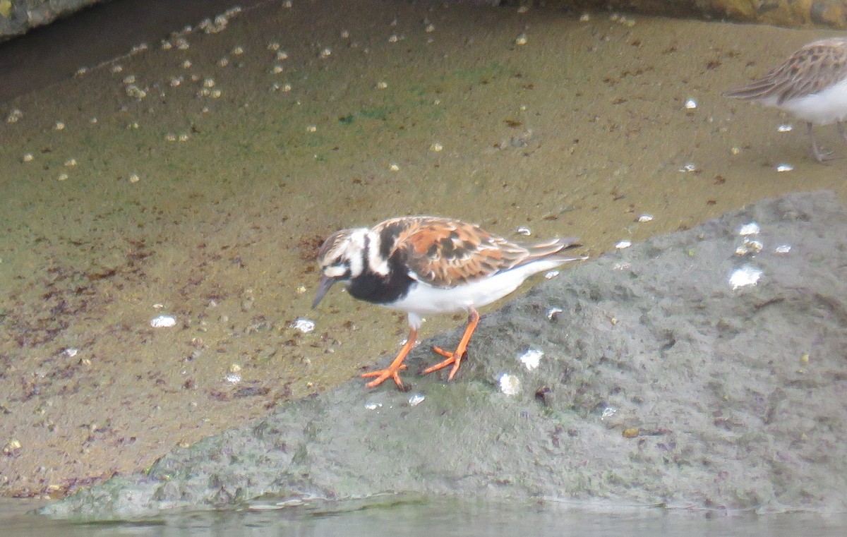 Ruddy Turnstone - ML619338267