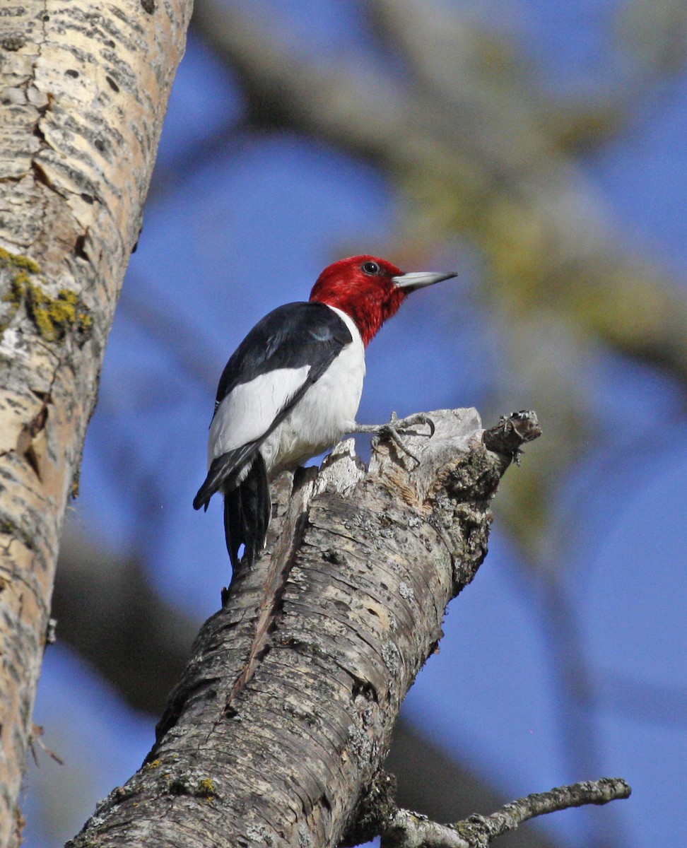 Red-headed Woodpecker - Bruce M. Di Labio
