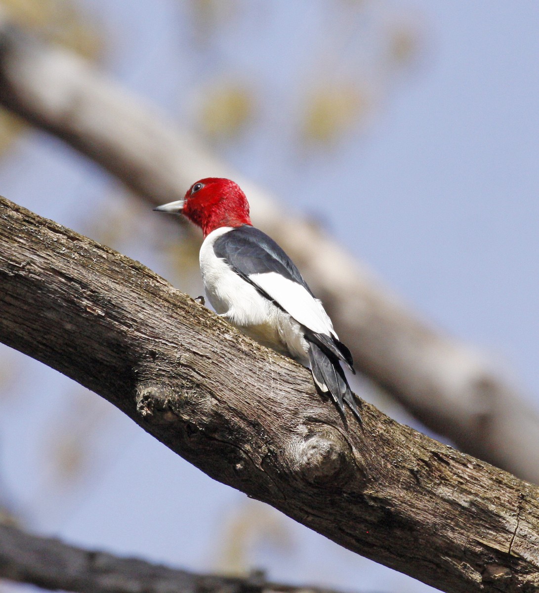 Red-headed Woodpecker - Bruce M. Di Labio