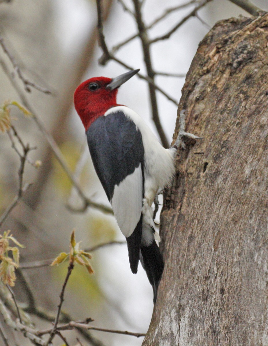 Red-headed Woodpecker - Bruce M. Di Labio