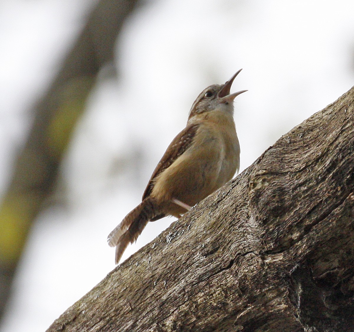 Carolina Wren - ML619338295