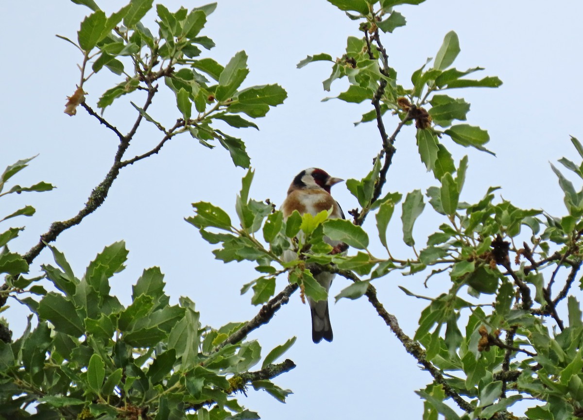 European Goldfinch - ML619338297