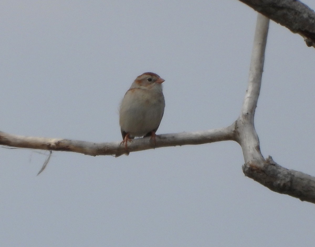 Field Sparrow - Serge Benoit