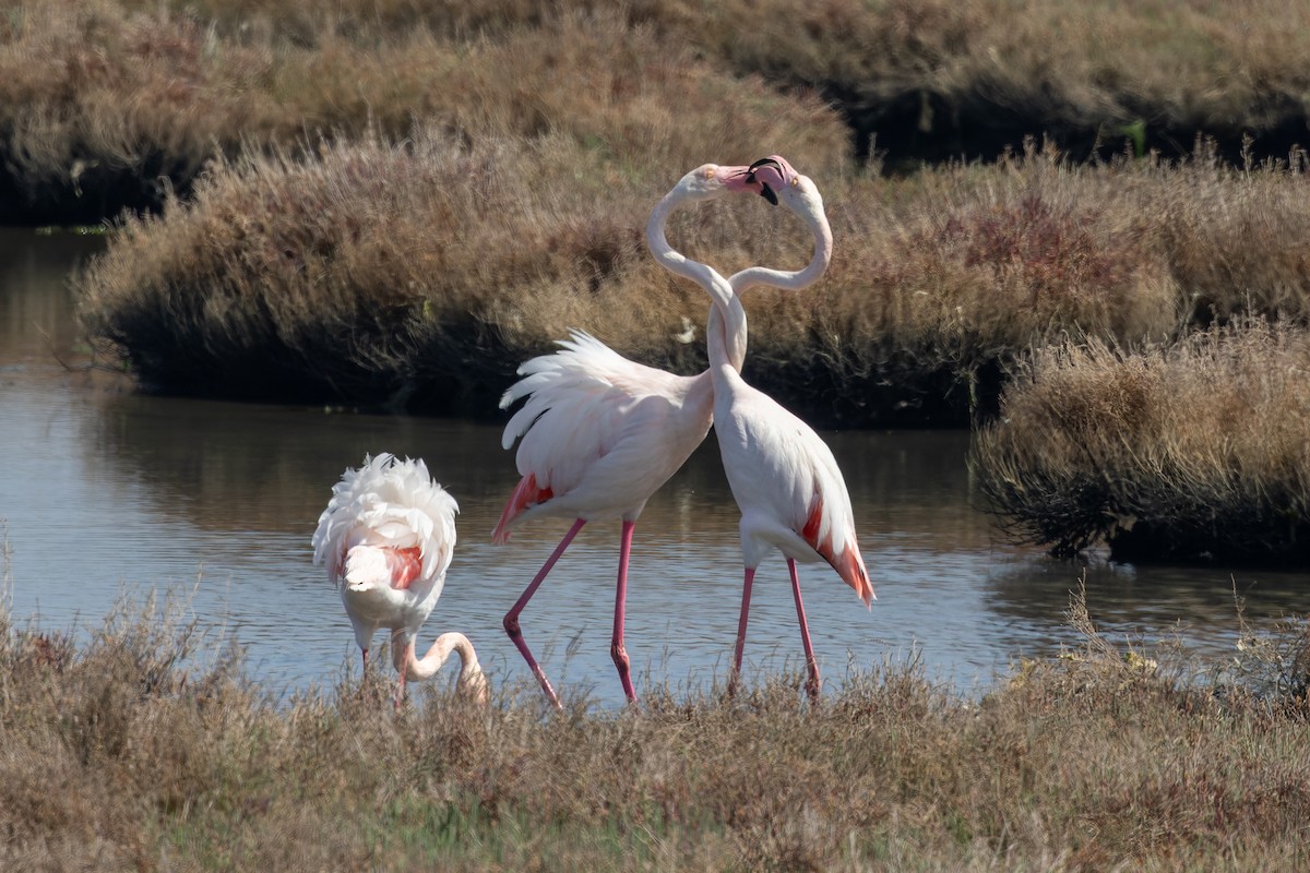 Greater Flamingo - Bilgehan Ergan