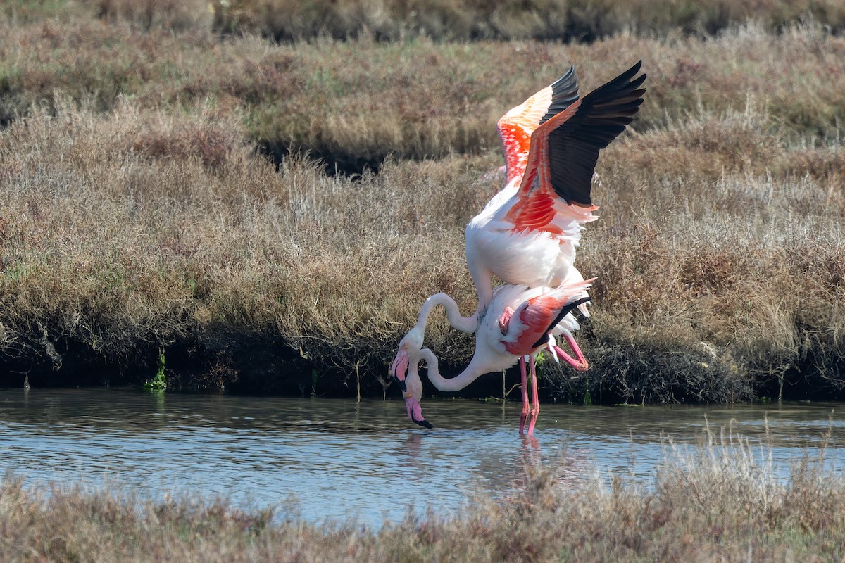 Greater Flamingo - Bilgehan Ergan