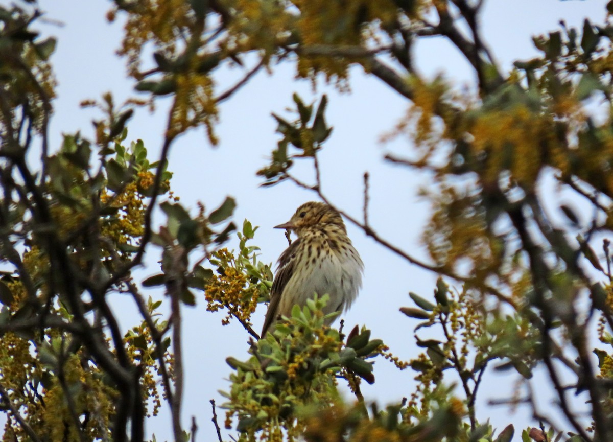 Tree Pipit - ML619338335