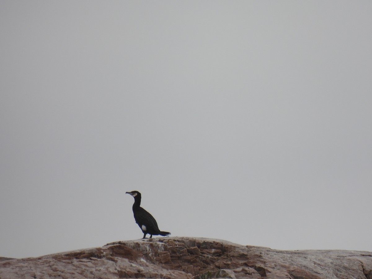 Great Cormorant - Tim Flight