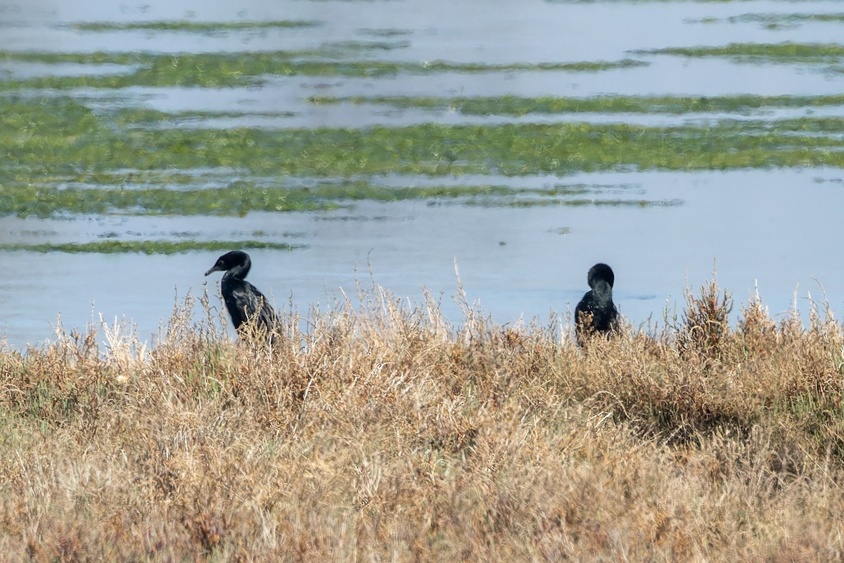 Pygmy Cormorant - Bilgehan Ergan