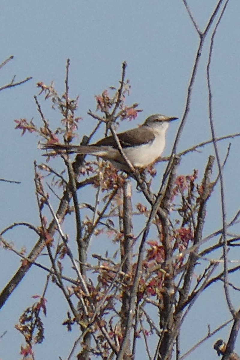 Northern Mockingbird - ML619338359