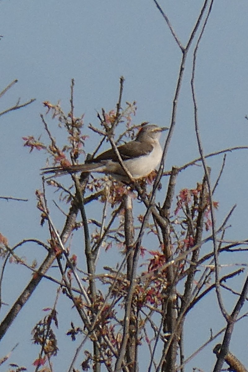 Northern Mockingbird - ML619338366