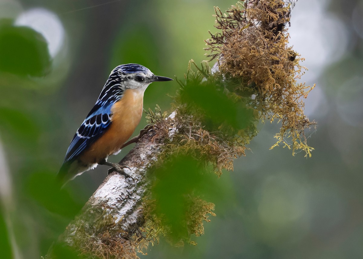 Beautiful Nuthatch - Ayuwat Jearwattanakanok