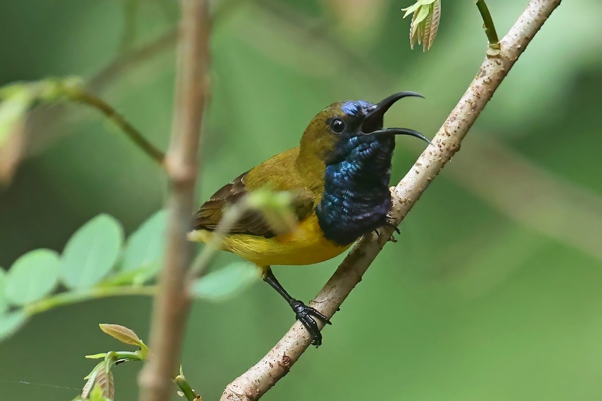 Ornate Sunbird - Leonardo Rassu