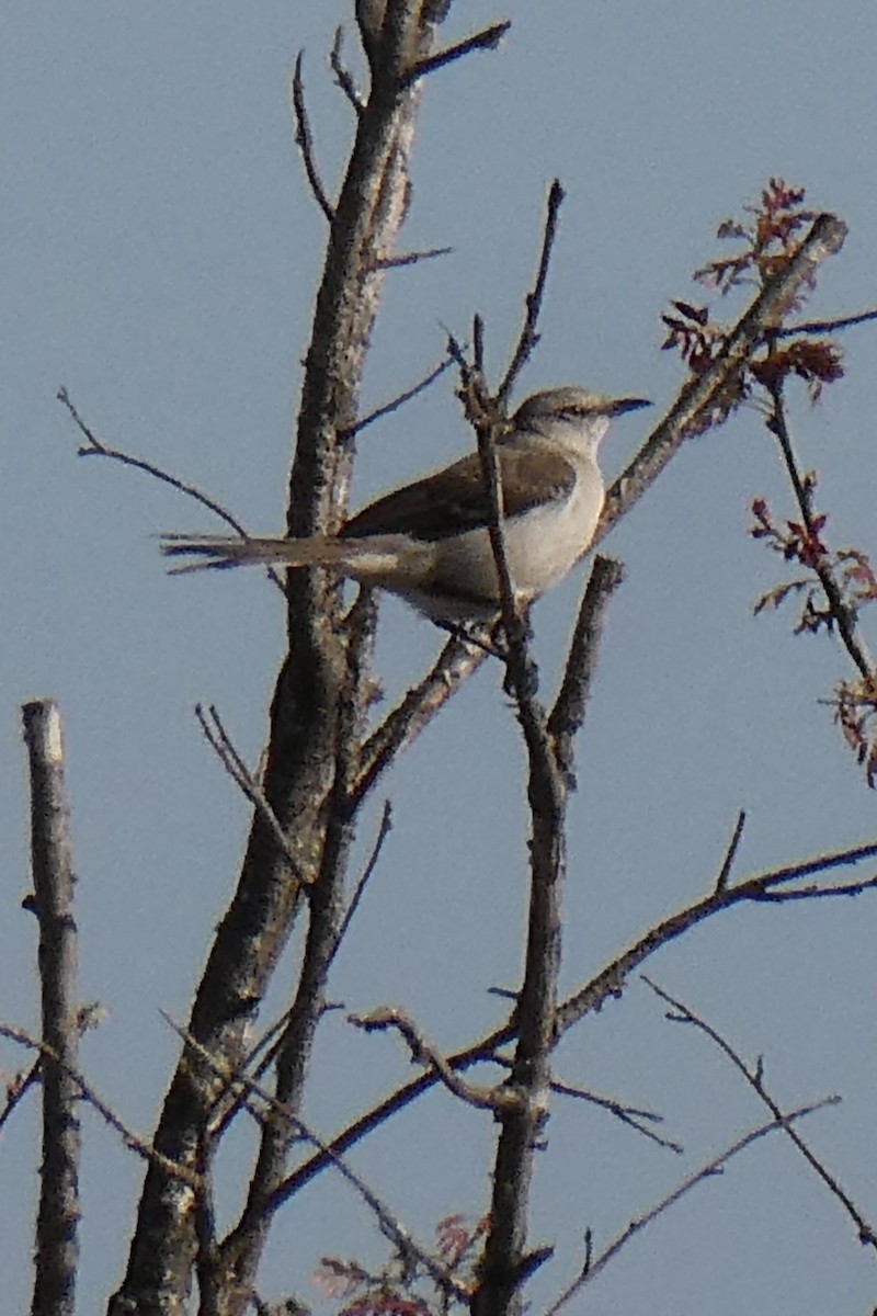 Northern Mockingbird - ML619338374