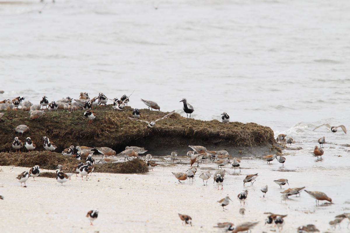 Black-bellied Plover - ML619338397