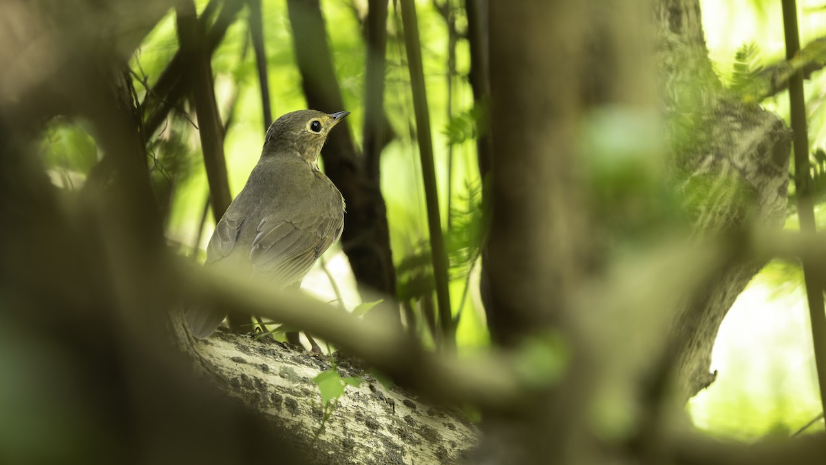 Swainson's Thrush - ML619338401