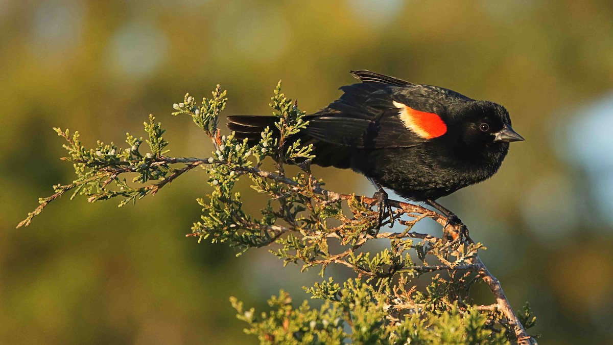 Red-winged Blackbird - Gregory Gough 🦚