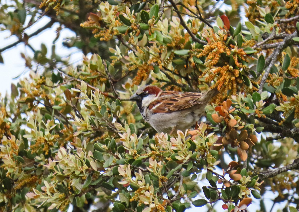 House Sparrow - ML619338414