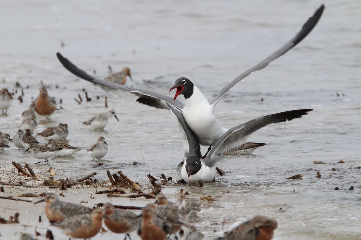 Laughing Gull - ML619338425