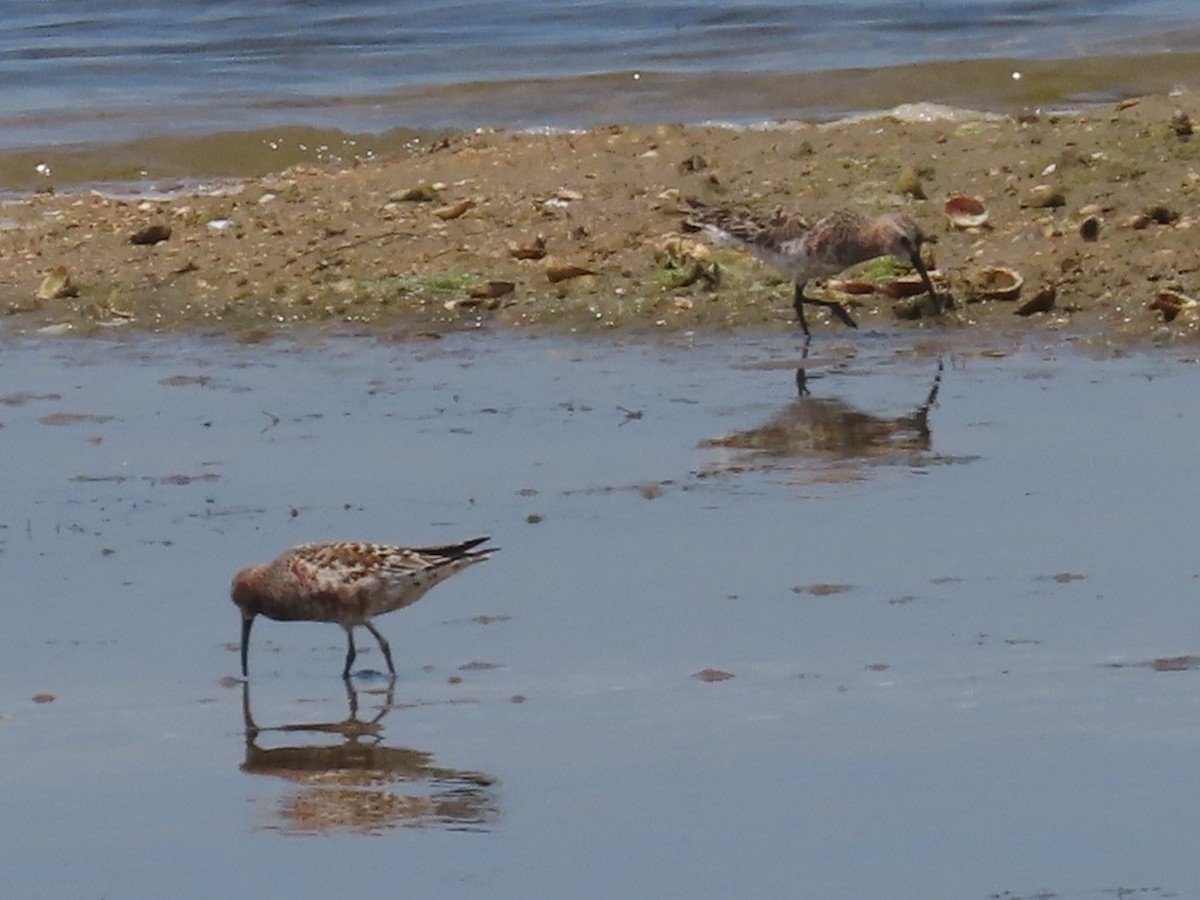 Curlew Sandpiper - Gokhan Goren