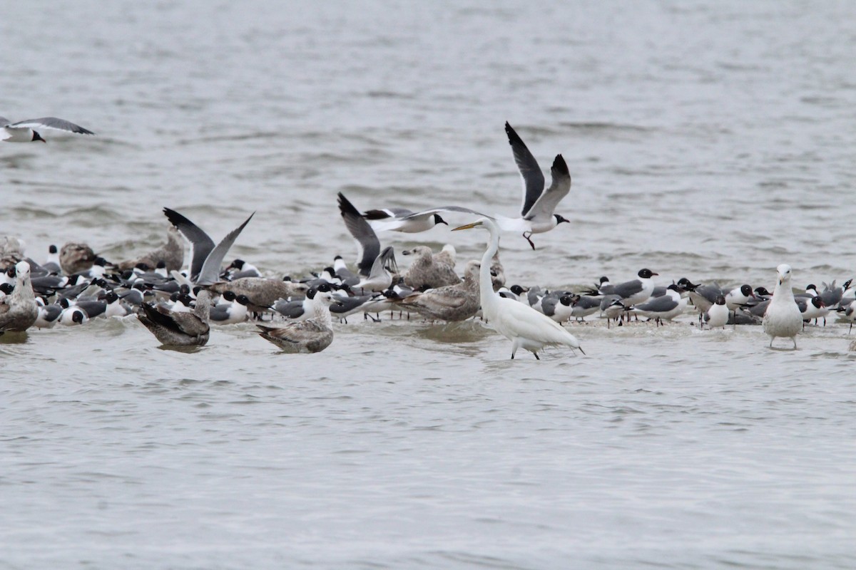 Great Egret - ML619338434
