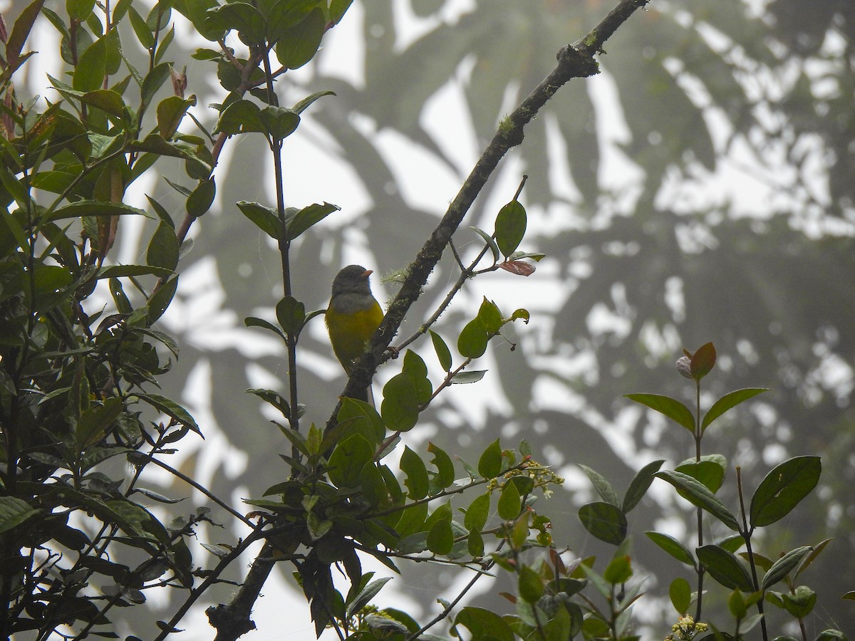 Gray-hooded Bush Tanager - ML619338435