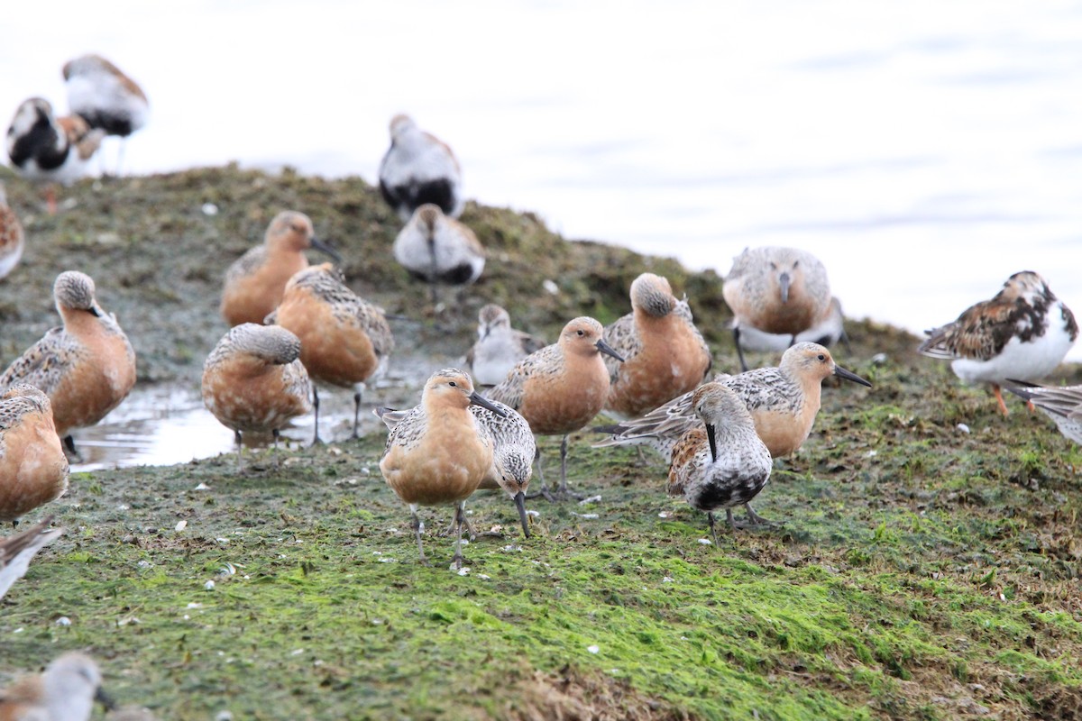 Red Knot - ML619338443
