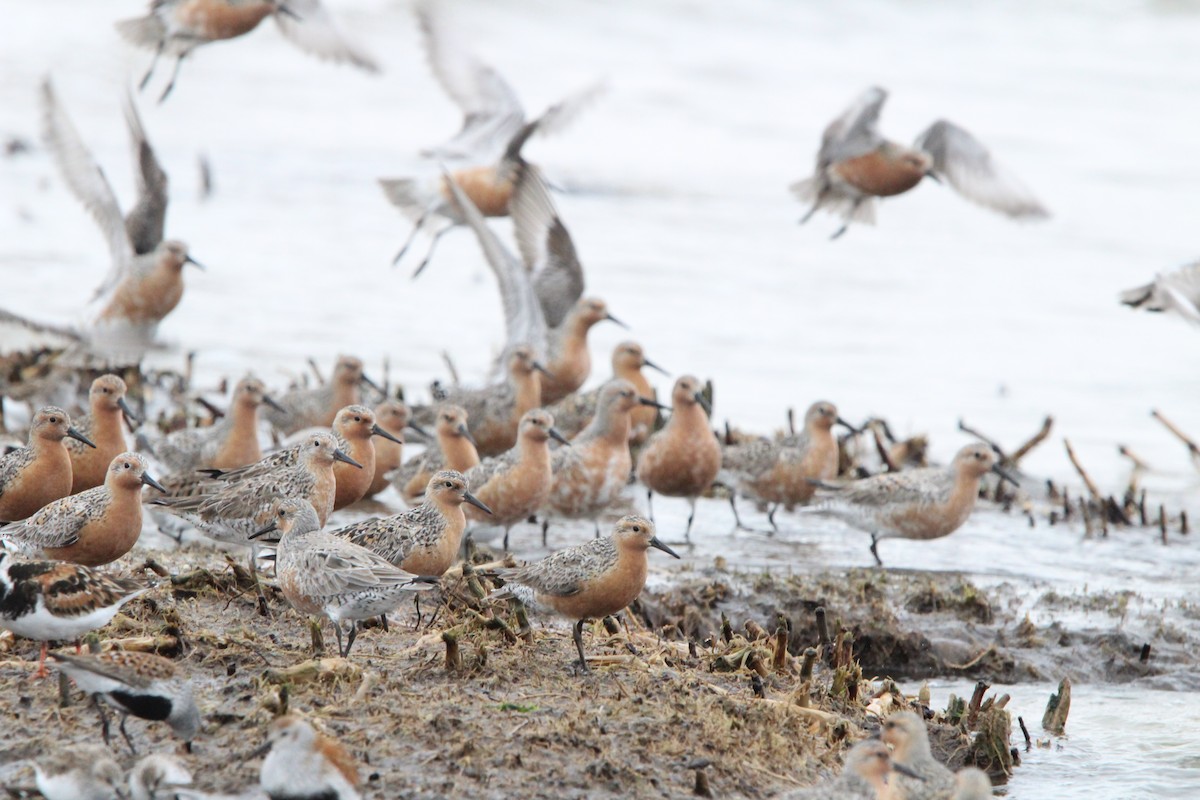 Red Knot - ML619338444