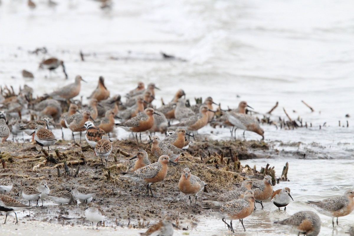 Red Knot - ML619338445
