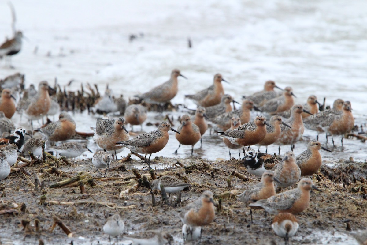 Red Knot - ML619338446