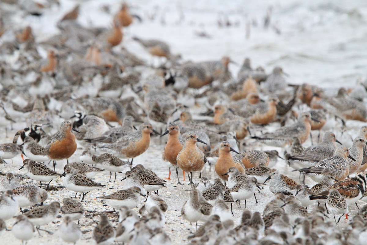 Red Knot - ML619338447