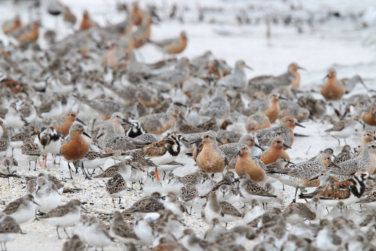 Red Knot - ML619338448