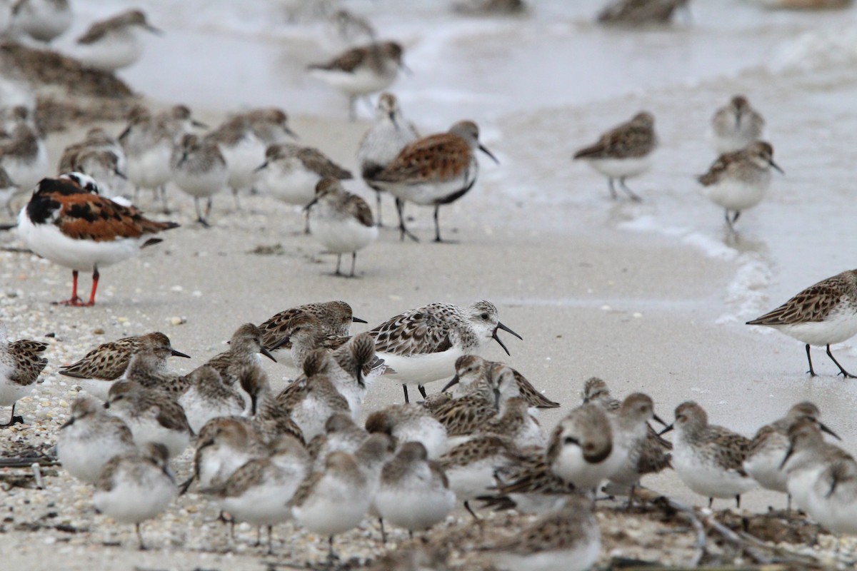 Sanderling - ML619338449