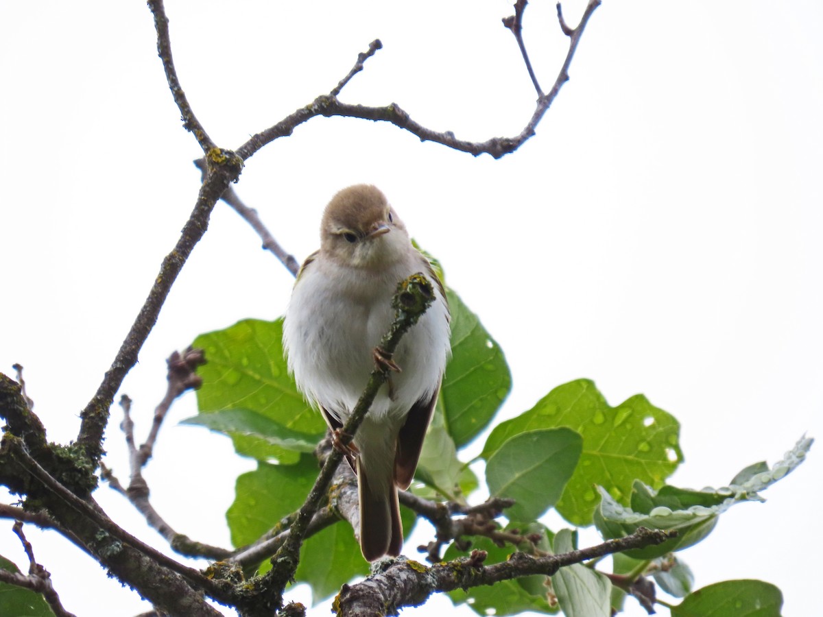 Western Bonelli's Warbler - Francisco Javier Calvo lesmes