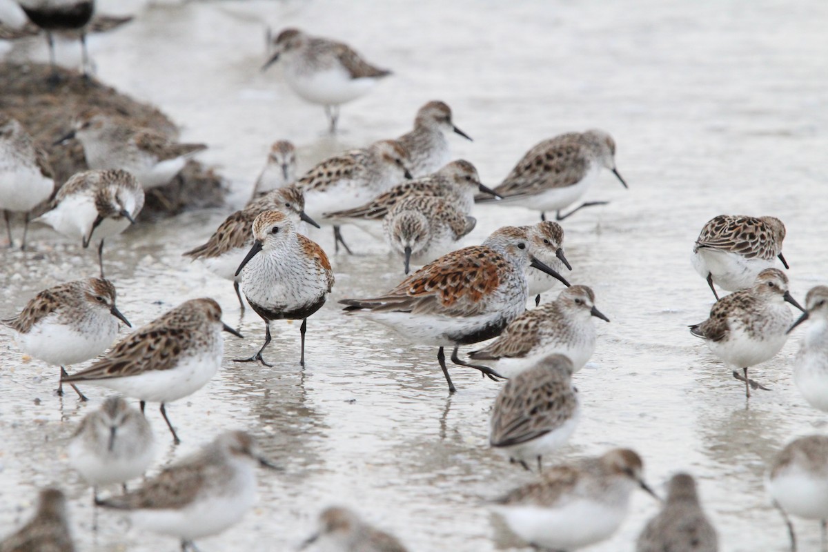 Dunlin - ML619338452