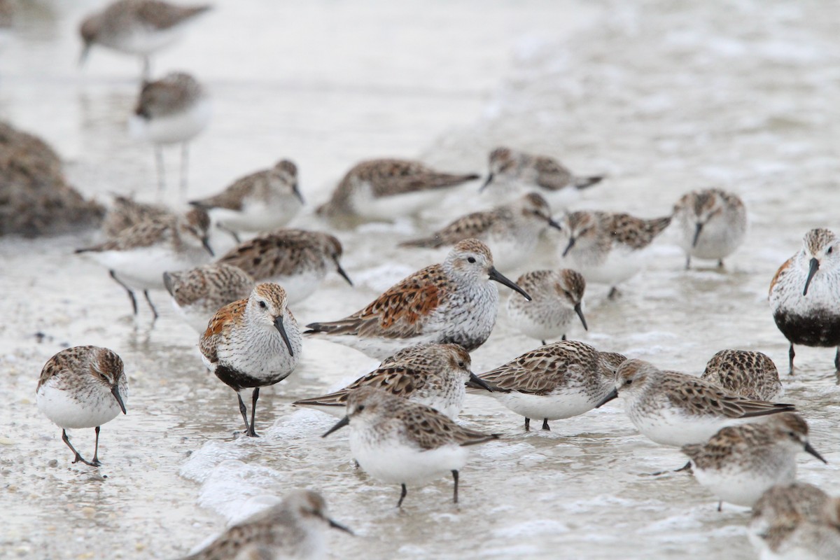 Dunlin - ML619338453