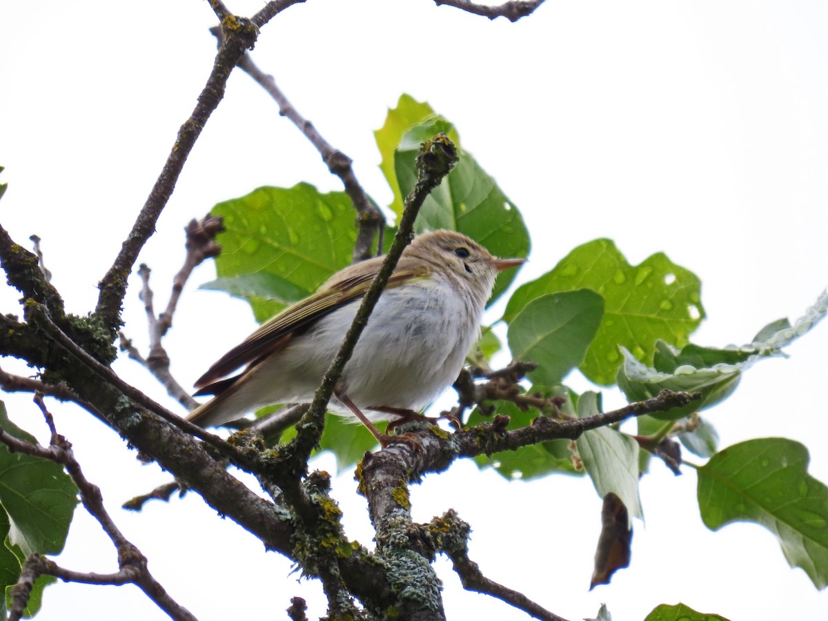 Western Bonelli's Warbler - Francisco Javier Calvo lesmes