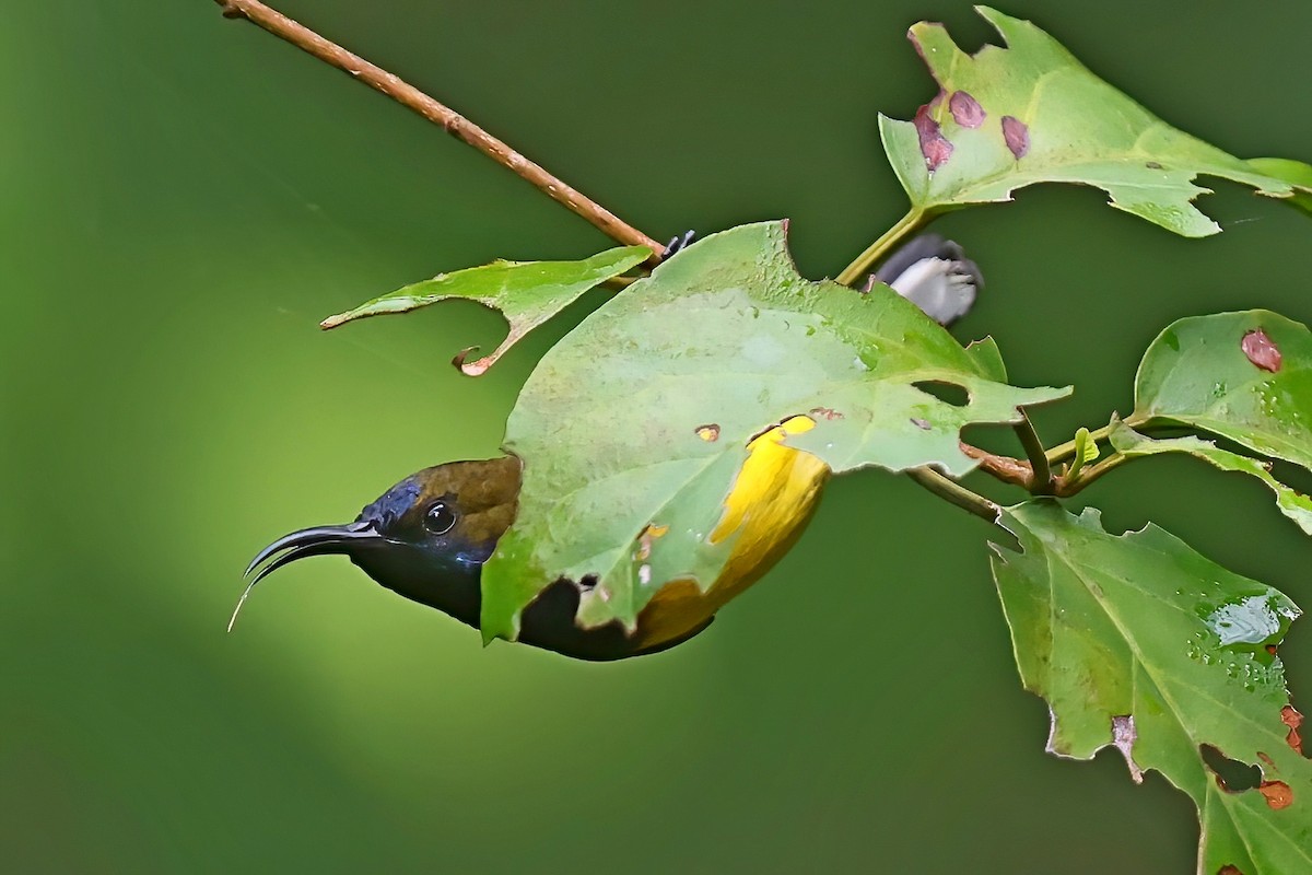 Ornate Sunbird - Leonardo Rassu