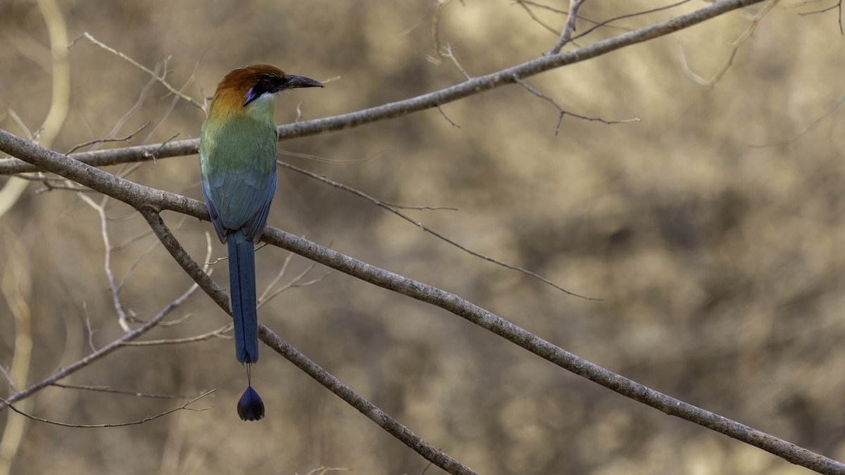 Russet-crowned Motmot - Robert Tizard