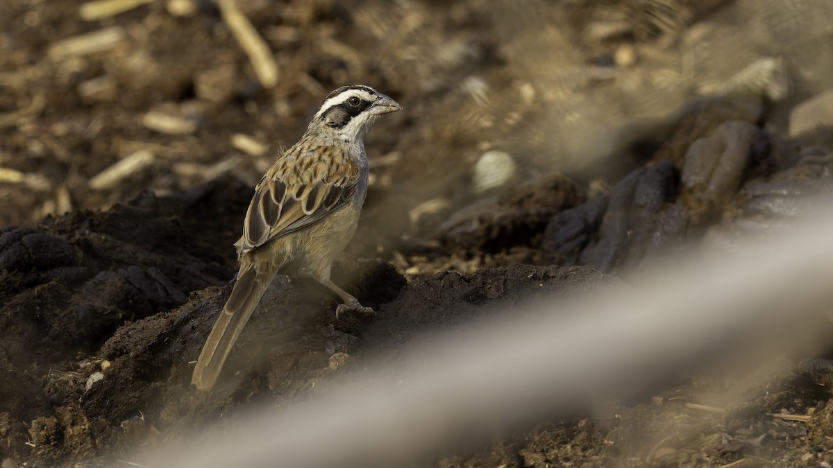 Stripe-headed Sparrow - Robert Tizard