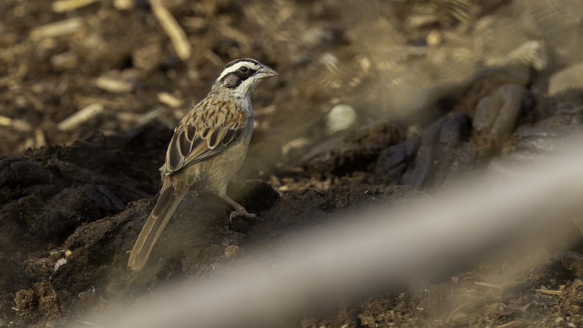 Stripe-headed Sparrow - Robert Tizard