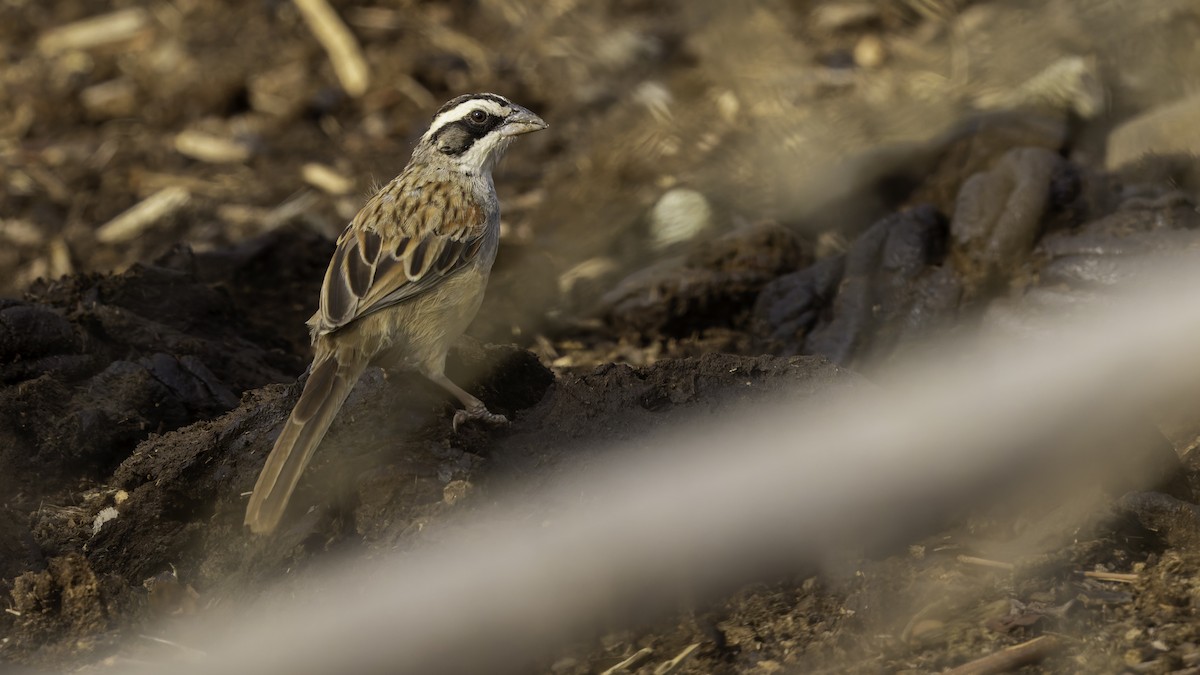 Stripe-headed Sparrow - Robert Tizard