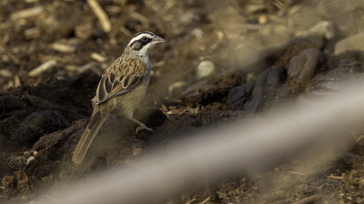 Stripe-headed Sparrow - Robert Tizard