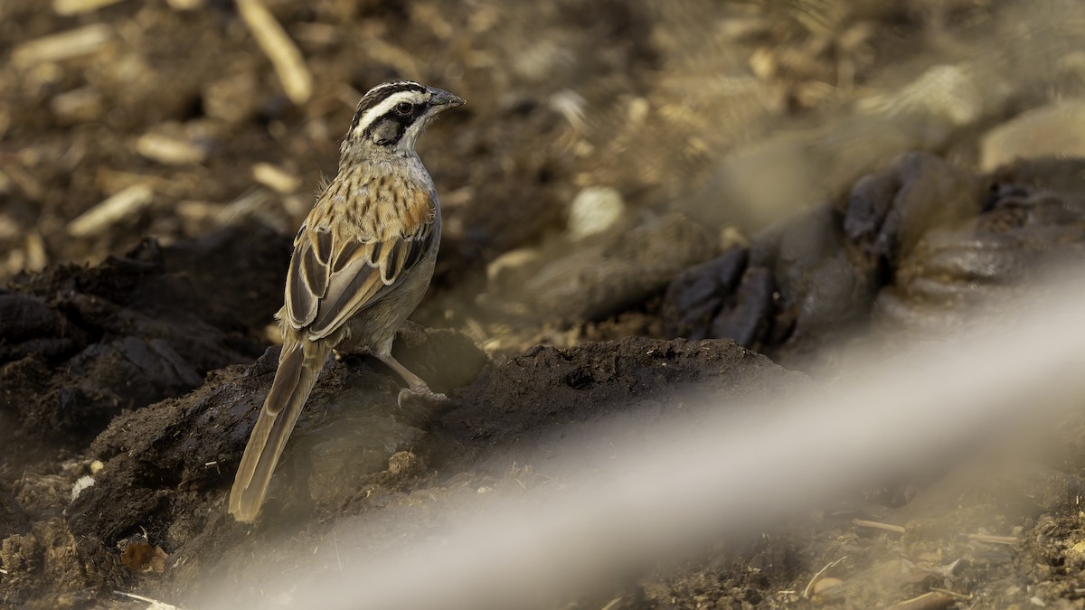 Stripe-headed Sparrow - Robert Tizard