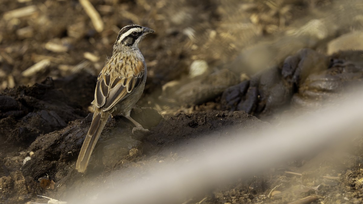 Stripe-headed Sparrow - Robert Tizard