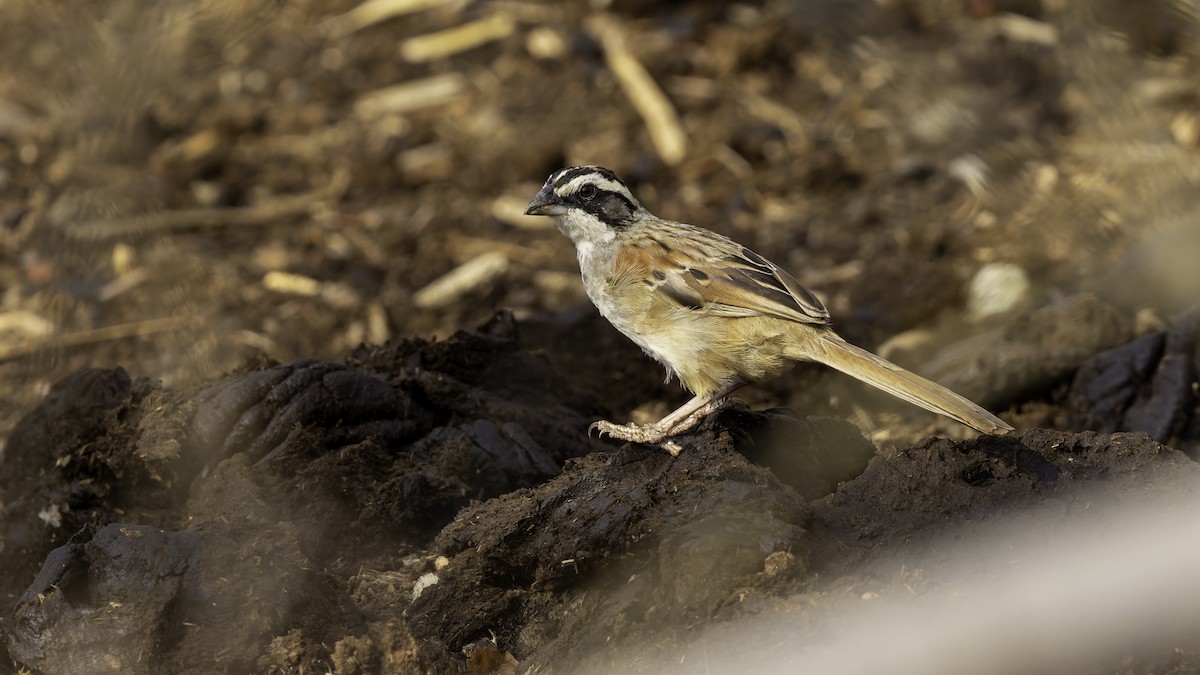 Stripe-headed Sparrow - Robert Tizard