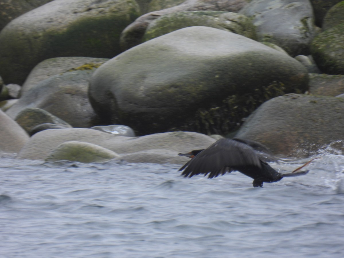 Double-crested Cormorant - Tim Flight