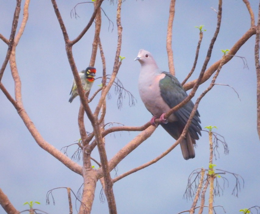 Green Imperial-Pigeon - Gopi Raji