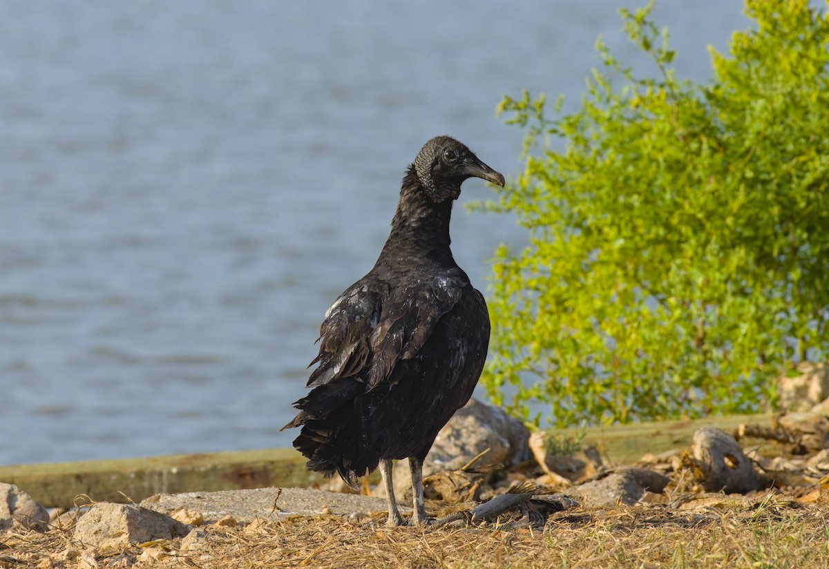 Black Vulture - Damon Williford