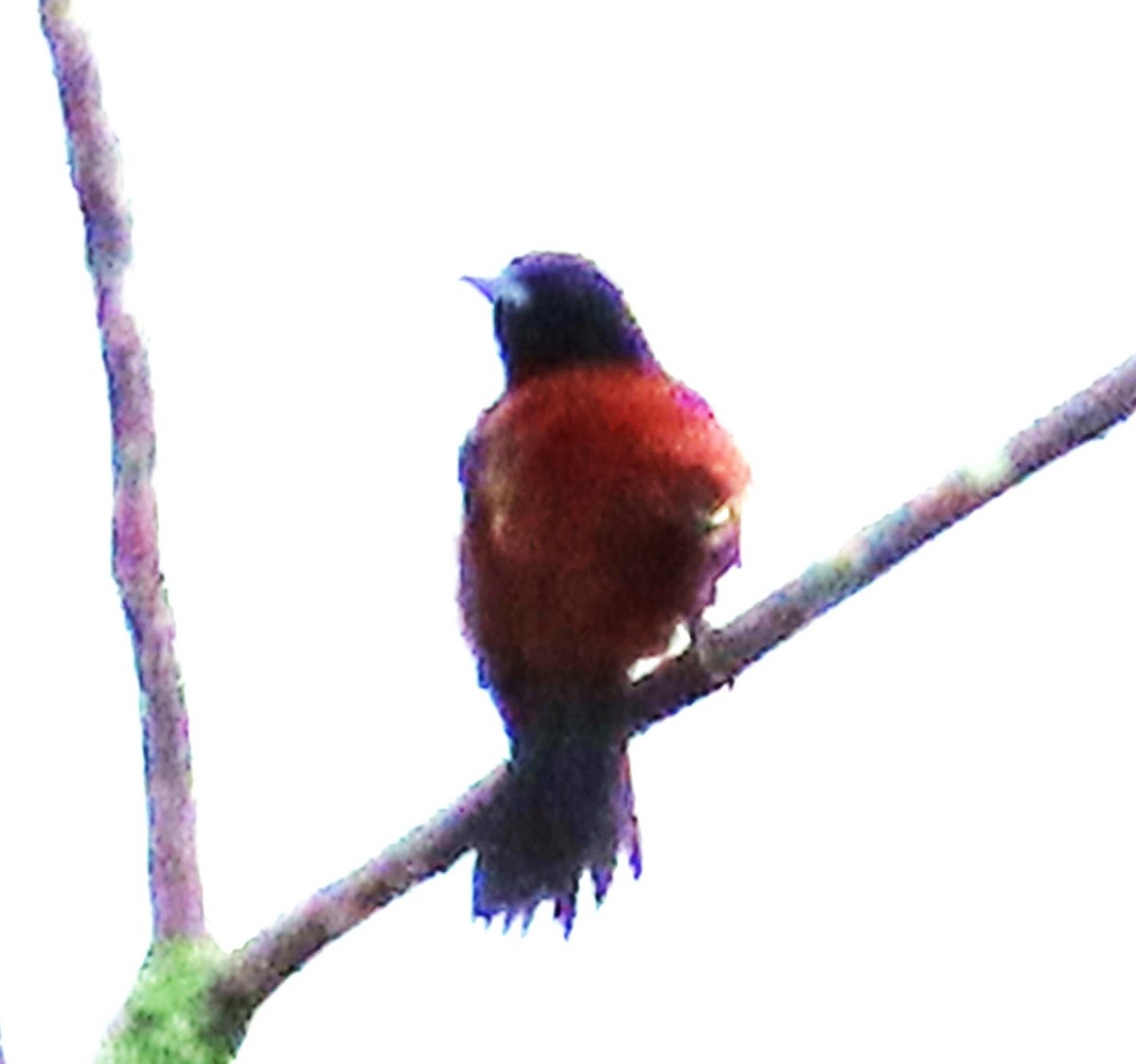 Orchard Oriole - Donald Mackler