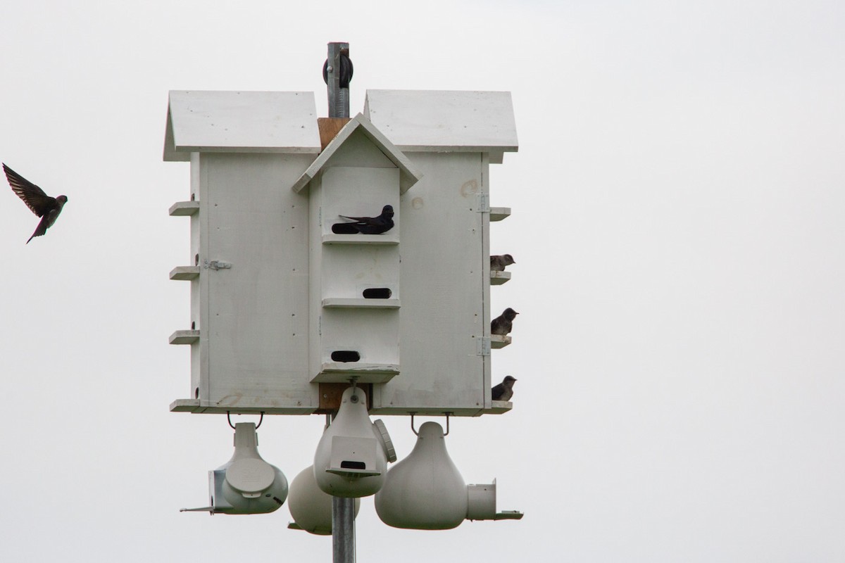 Purple Martin - Janis Grant